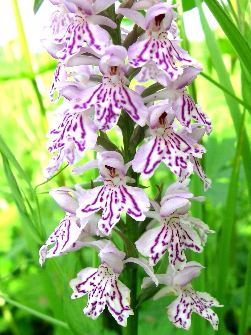 Image of Dactylorhiza fuchsii specimen.