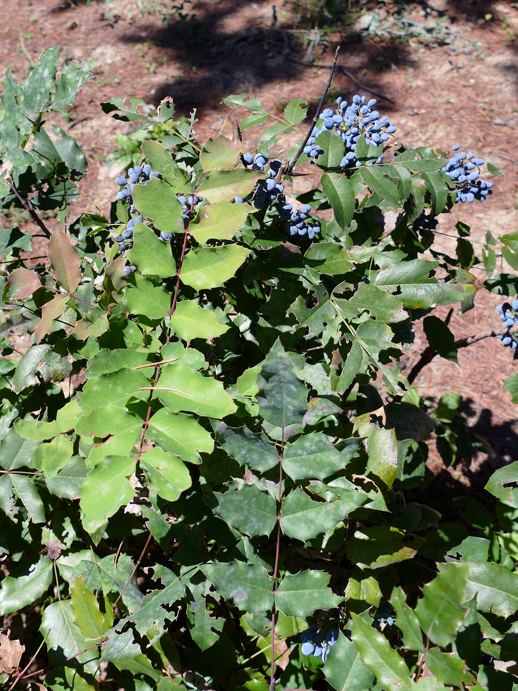 Image of Mahonia aquifolium specimen.