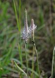 Plantago media