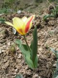 genus Tulipa. Цветущее растение. Южный Казахстан, Таласский Алатау, запов. \"Аксу-Джабаглы\", ущ. Кши-Каинды, мелкозёмный склон вост. экспозиции над водопадом Кши-Каинды, ≈ 1800 м н.у.м. 18 апреля 2022 г.