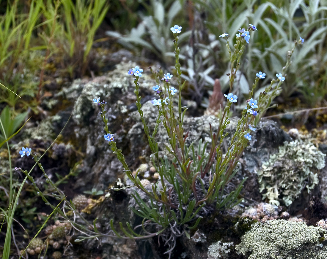 Image of genus Eritrichium specimen.