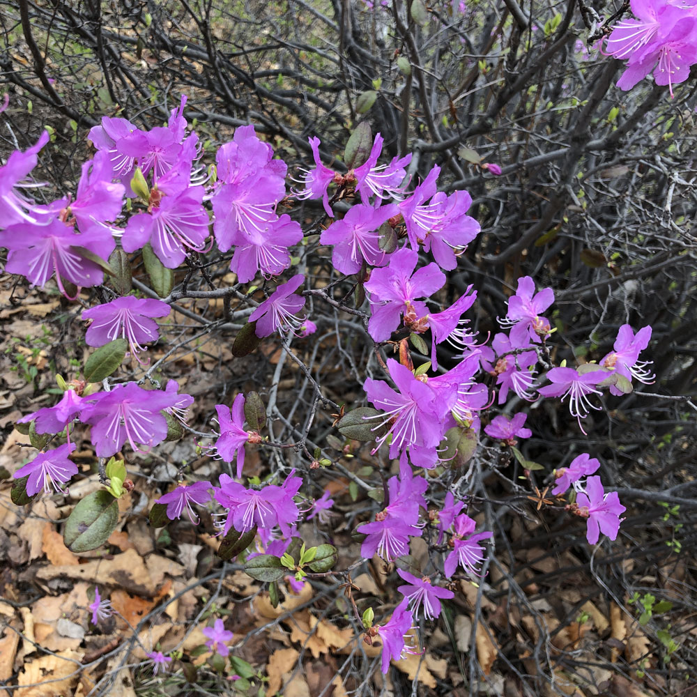 Image of Rhododendron dauricum specimen.