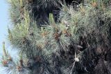 genus Pinus. Часть кроны с шишками. Дагестан, побережье Каспийского моря. Государственный природный заказник федерального значения \"Самурский\". 09.05.2022.