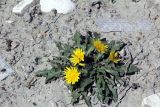 Taraxacum