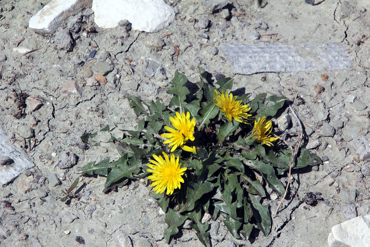 Изображение особи род Taraxacum.