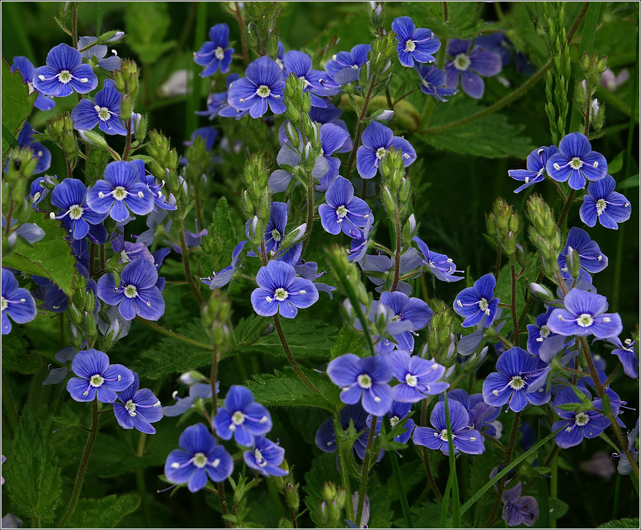 Image of Veronica chamaedrys specimen.