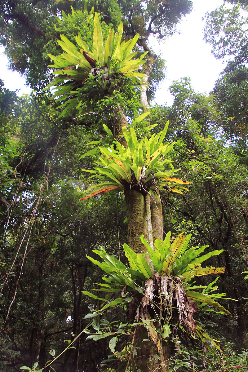 Image of genus Asplenium specimen.