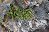 Woodsia heterophylla