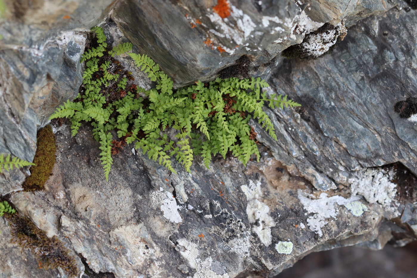 Image of Woodsia heterophylla specimen.