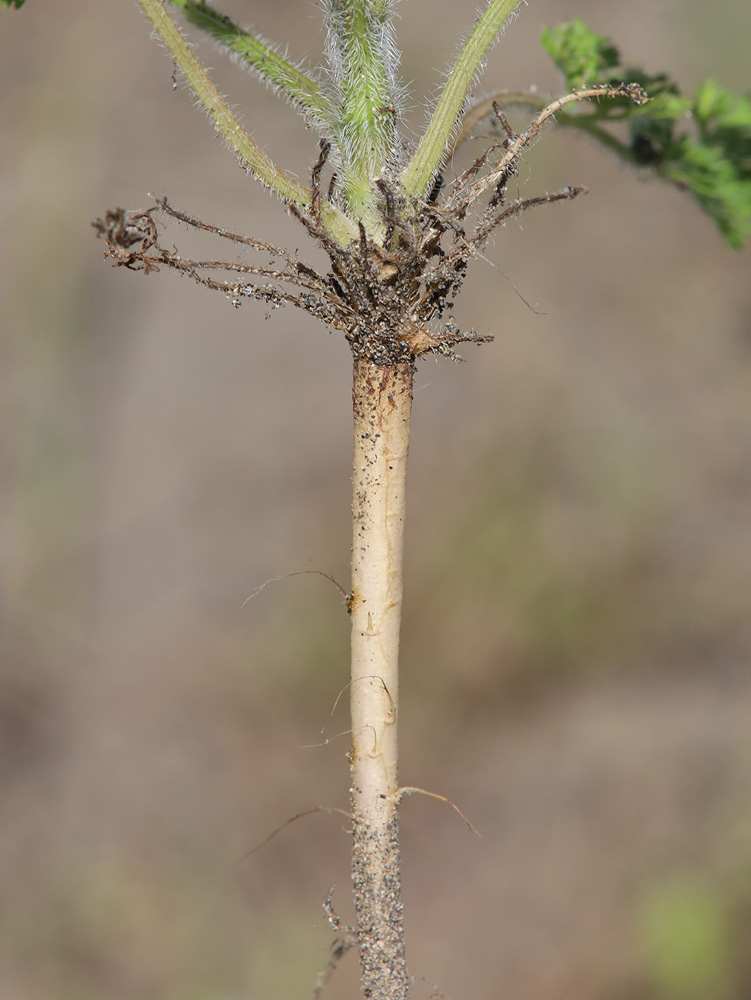 Изображение особи Daucus guttatus.