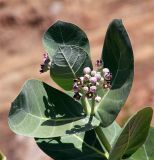 Calotropis gigantea. Верхушка побега с соцветиями. Эфиопия, провинция национальностей и народов Юга, аураджа Северное Омо, национальный парк \"Mago\". 31.12.2014.