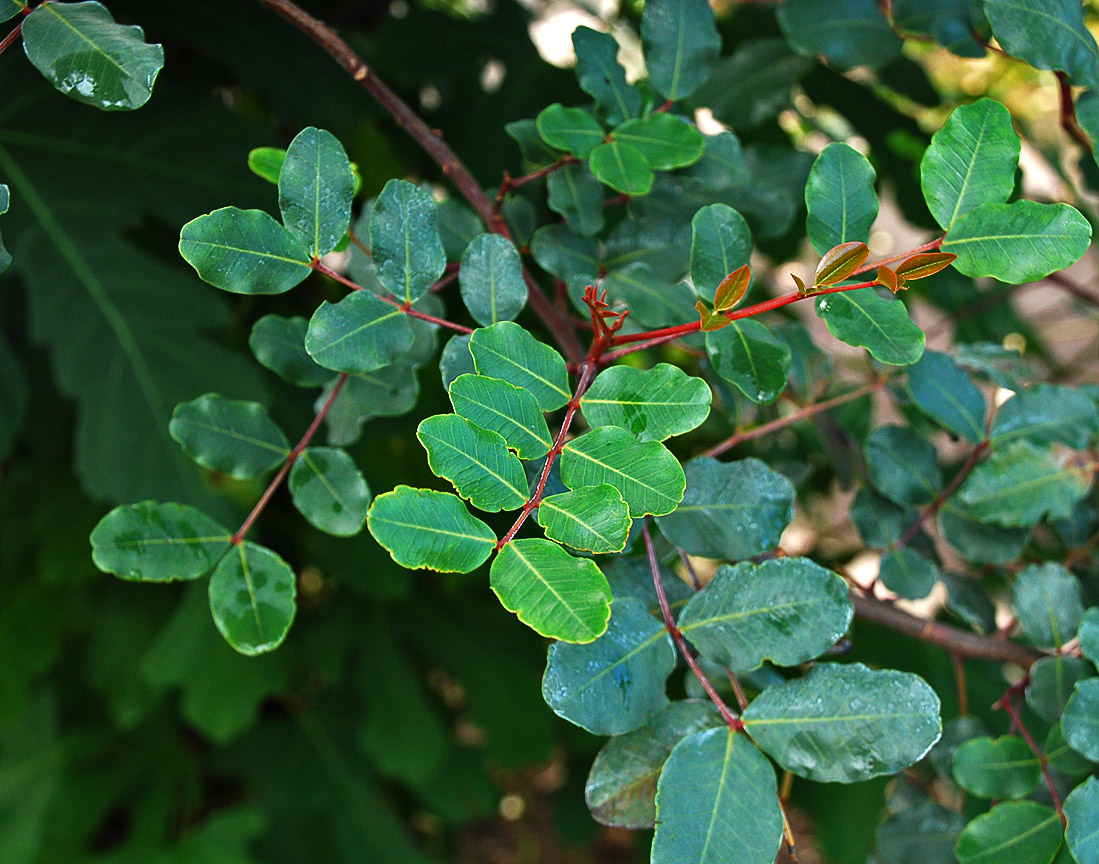 Изображение особи Ceratonia siliqua.