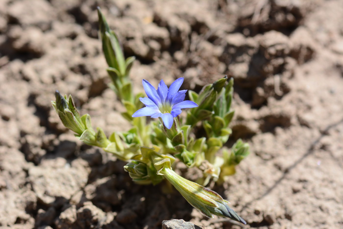 Image of Gentiana karelinii specimen.