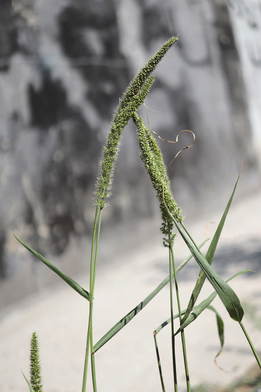 Image of Setaria verticillata specimen.