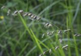 Melica nutans