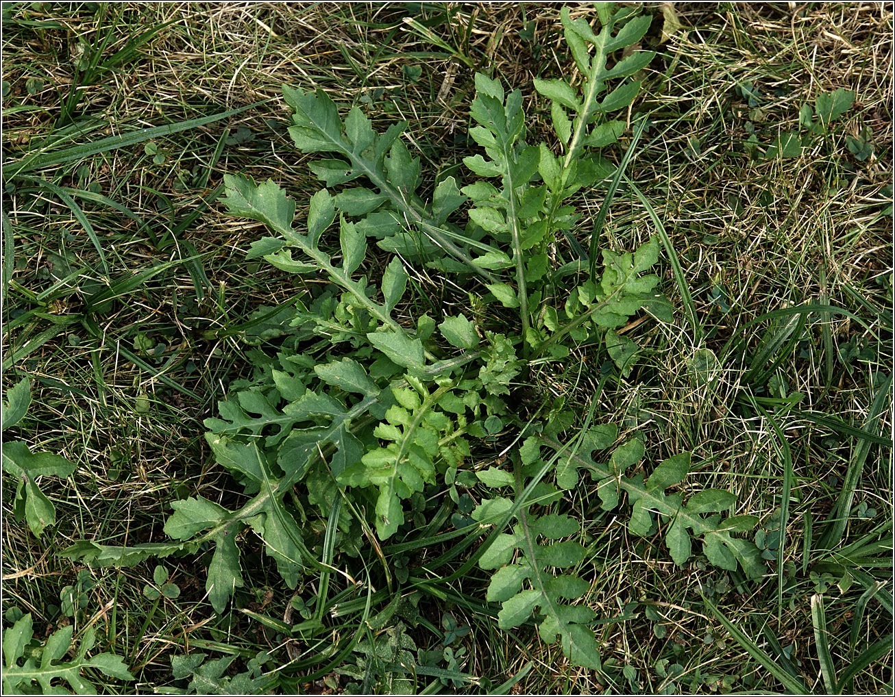 Изображение особи Rorippa sylvestris.