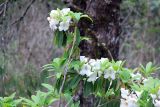 genus Rhododendron. Ветви с соцветиями. Бутан, дзонгхаг Пунакха, национальный парк \"Royal Botanical\". 03.05.2019.