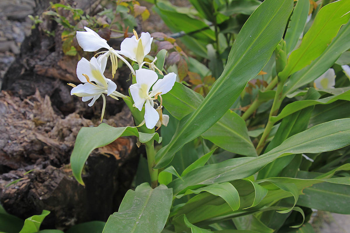 Изображение особи род Hedychium.