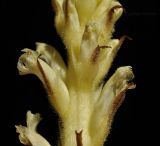 Orobanche hederae. Часть соцветия. Крым, окр. г. Севастополь, Чернореченский каньон, берег р. Чёрная. 13.08.2022.