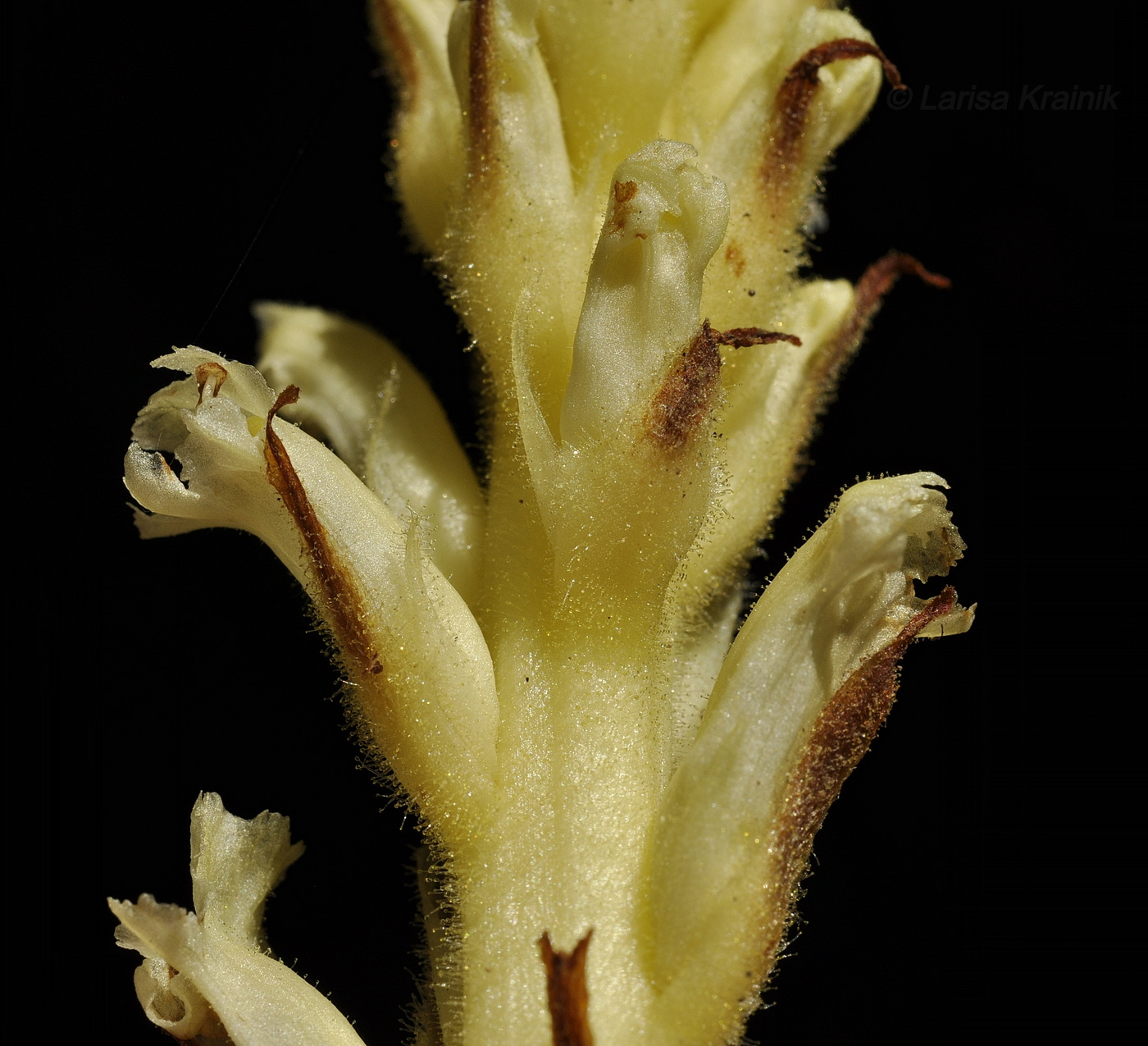 Изображение особи Orobanche hederae.