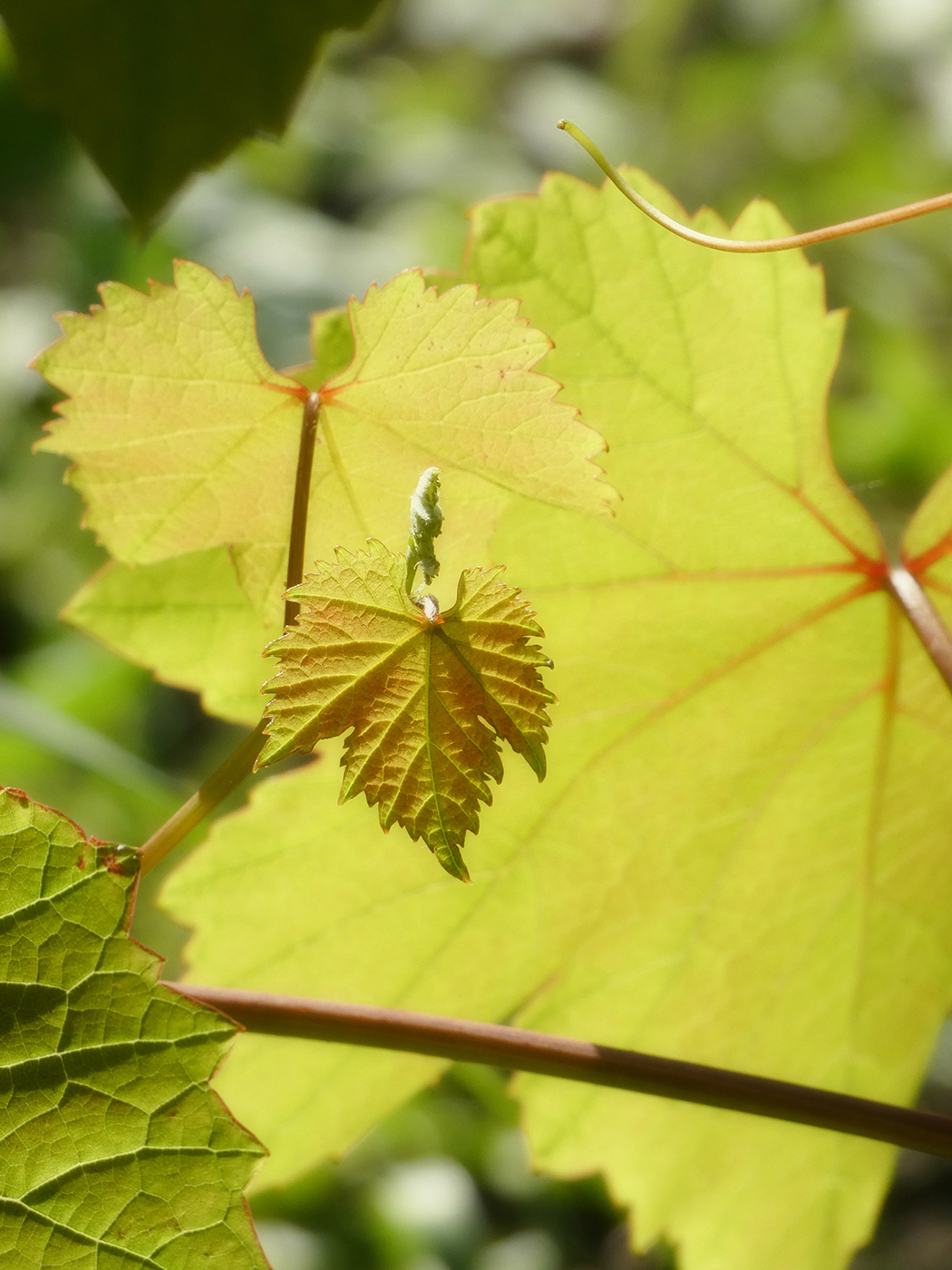 Изображение особи Vitis vinifera.