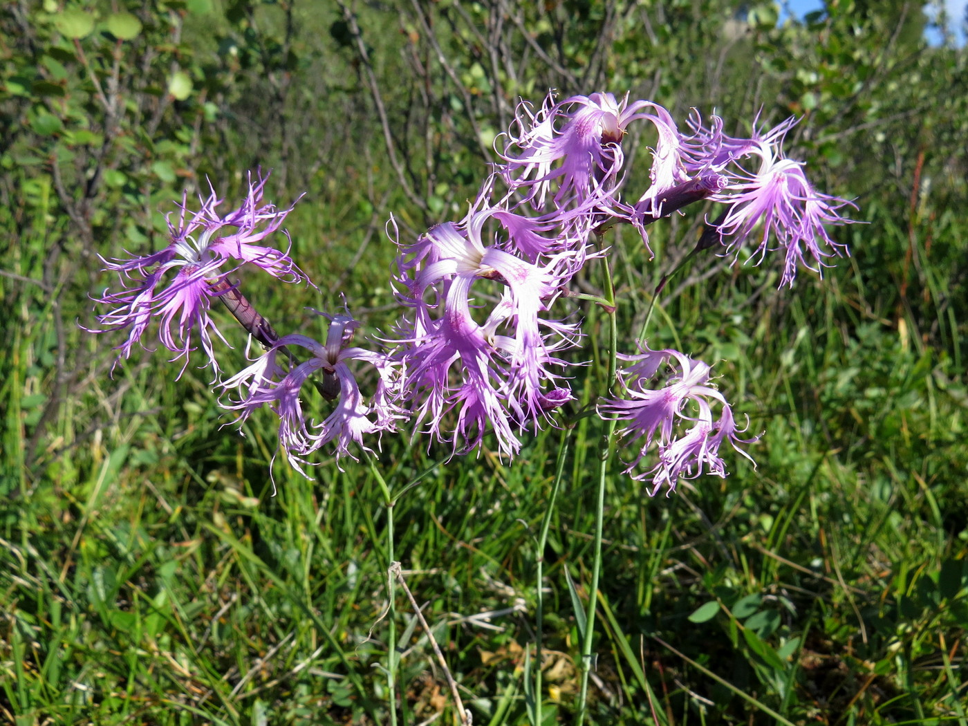 Image of Dianthus superbus specimen.