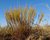 Artemisia pauciflora