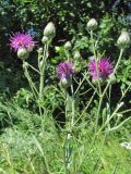 Centaurea adpressa