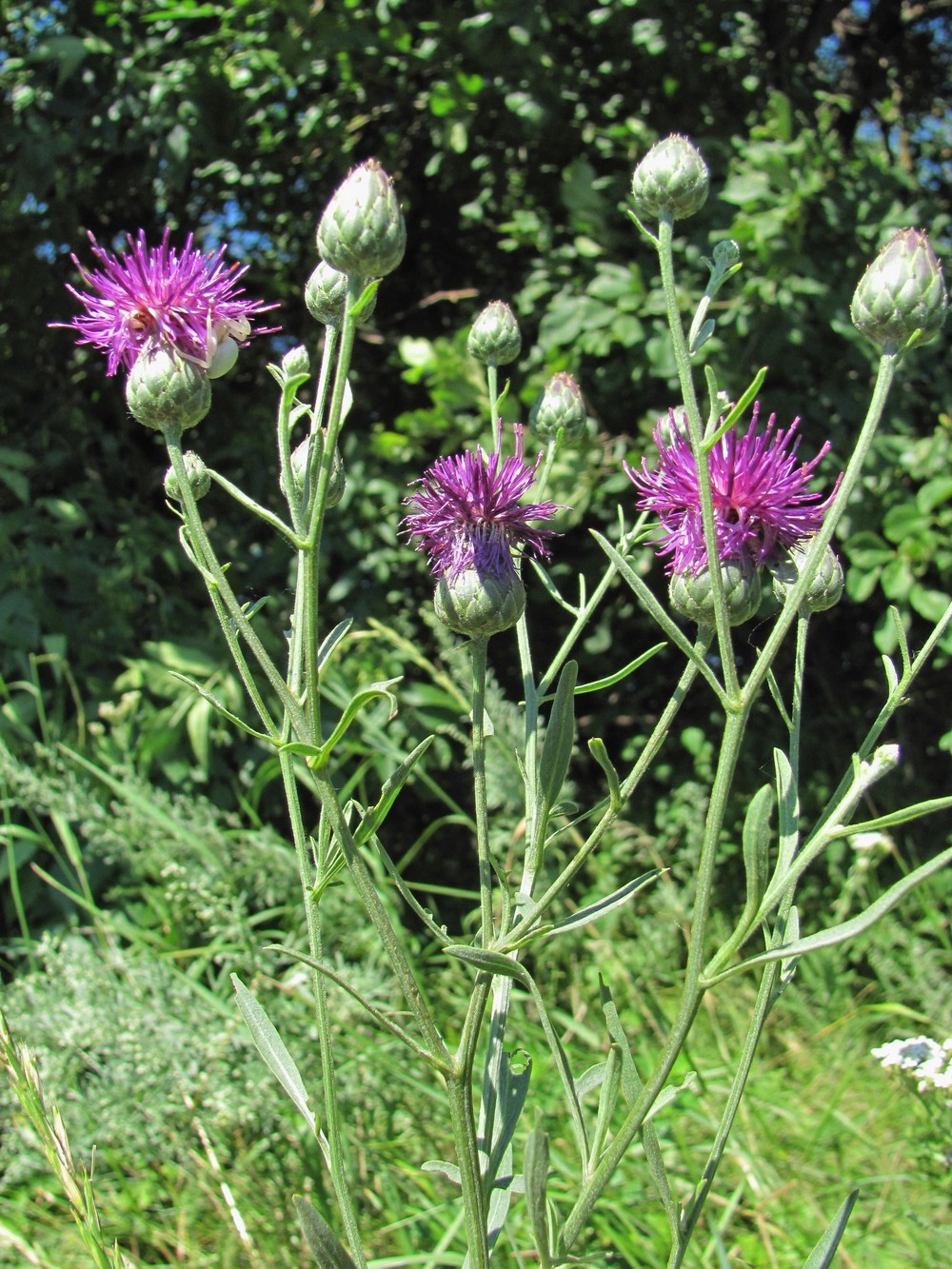 Image of Centaurea adpressa specimen.