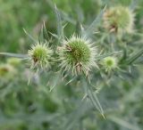 Cirsium