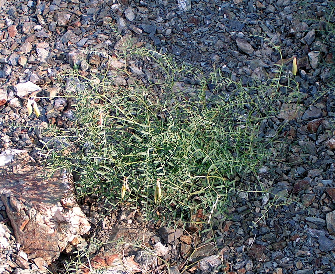 Image of Vicia costata specimen.