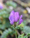 род Astragalus