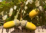 Quercus robur. Плоды. Краснодарский край, Темрюкский р-н, гора Дубовый Рынок, глинистый склон. 03.09.2017.