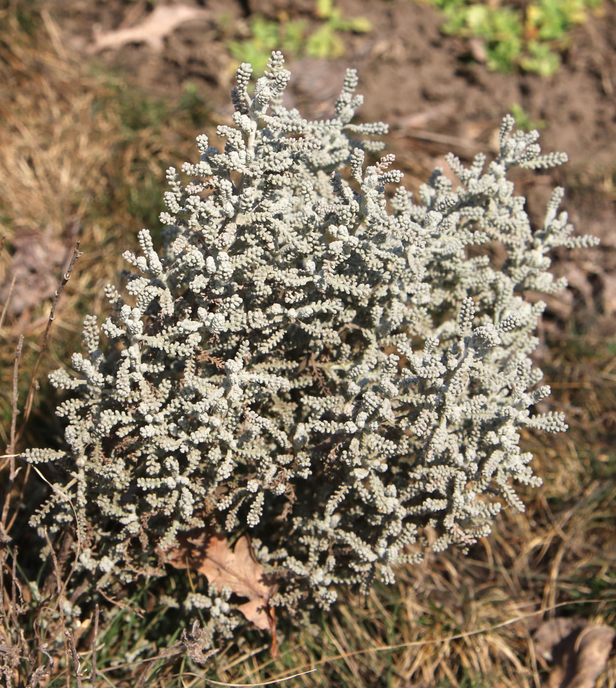 Image of Santolina chamaecyparissus specimen.