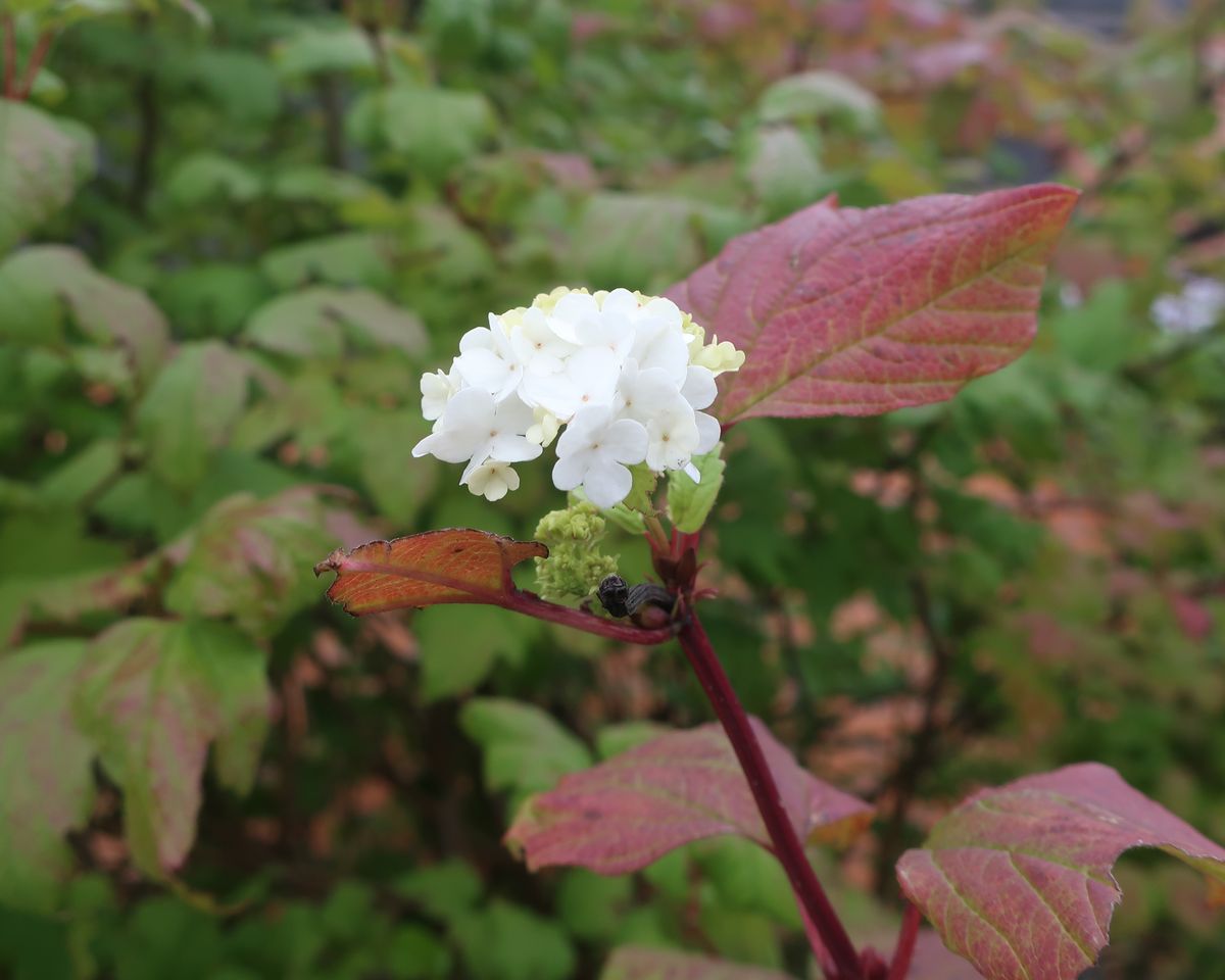 Image of Viburnum opulus f. roseum specimen.