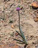 Allium carolinianum