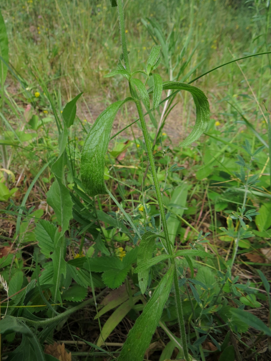 Изображение особи Stachys recta.