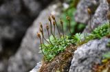 Diapensia obovata. Отцветшее растение. Хабаровский край, р-н им. Полины Осипенко, хр. Дуссе-Алинь, берег оз. Горное, ≈ 1300 м н.у.м., на моховой подушке на скале. 21.07.2021.