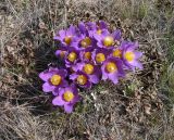 Pulsatilla patens. Цветущее растение. Казахстан, Актюбинская область, север Мугоджар. 23.04.2006.