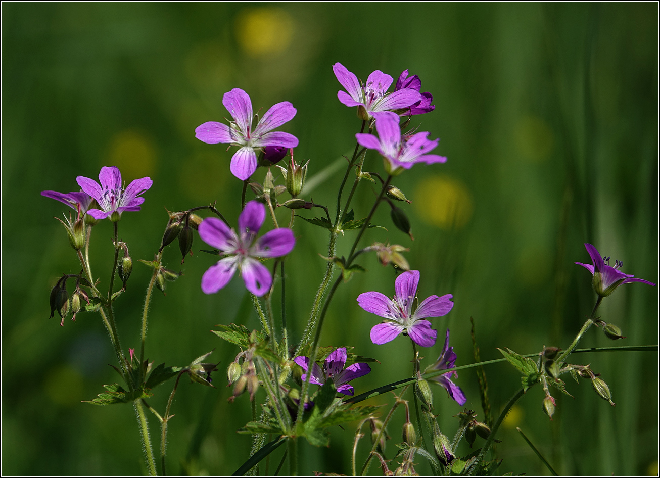 Изображение особи Geranium sylvaticum.