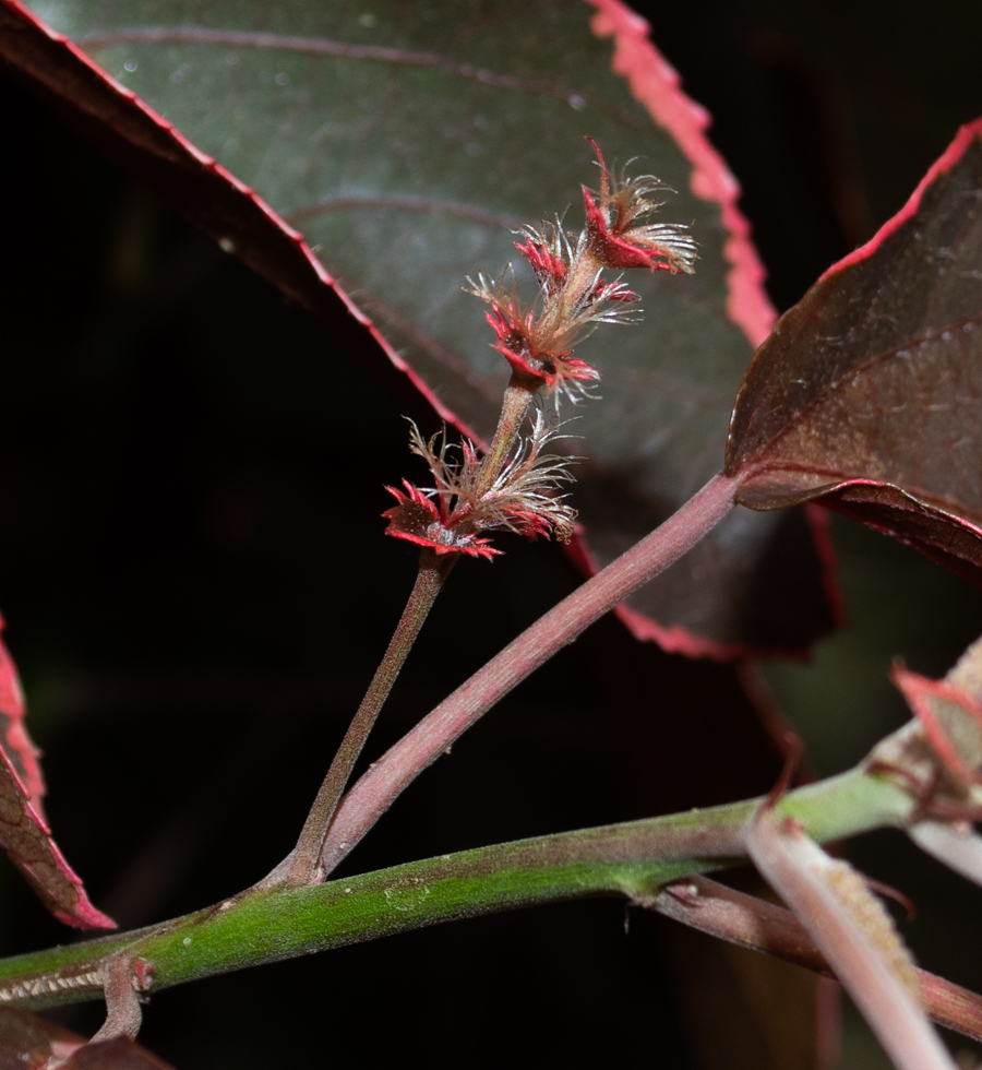 Изображение особи Acalypha wilkesiana.