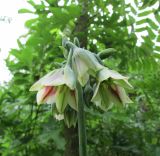 Nectaroscordum siculum. Соцветие. Московская обл., Щёлковский р-н, в культуре. 01.07.2023.