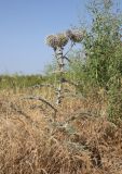 Echinops leucographus. Цветущее растение. Узбекистан, Джизакская обл., Фаришский р-н, 4 км ССВ пос. Учкулач, побережье оз. Айдаркуль, дно степной балки вблизи оросительной канавы, у дороги. 26 мая 2023 г.