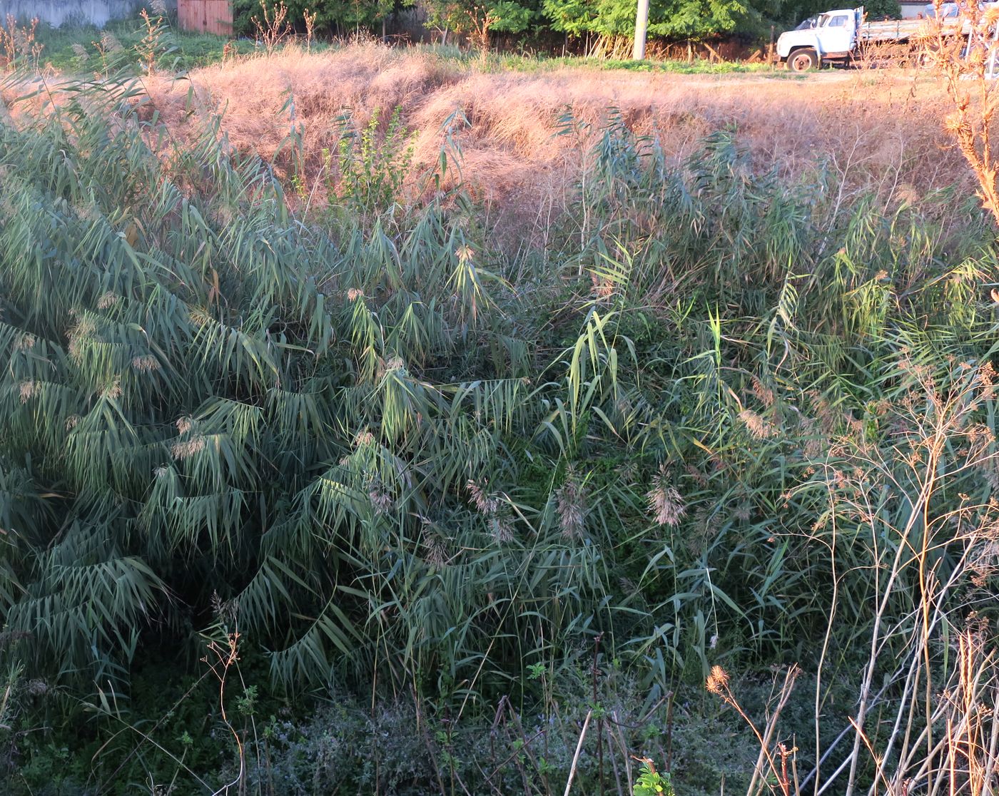 Image of genus Phragmites specimen.