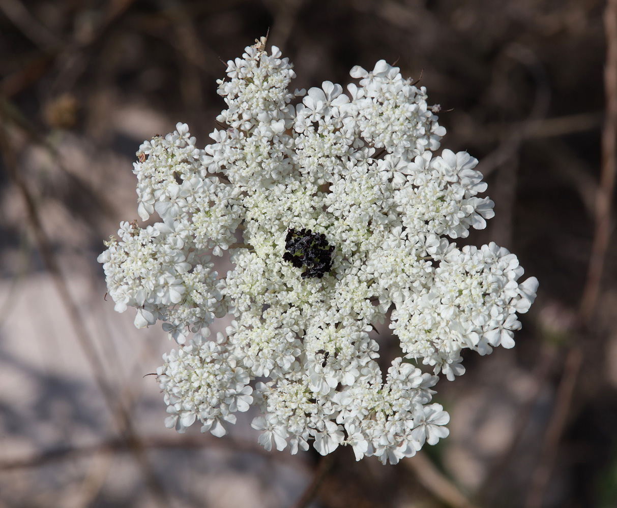 Image of Daucus guttatus specimen.