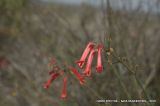 Gambelia juncea