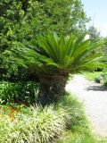 Cycas revoluta. Культивируемое растение. Абхазия, г. Сухум, ботанический сад. 24 июля 2008 г.