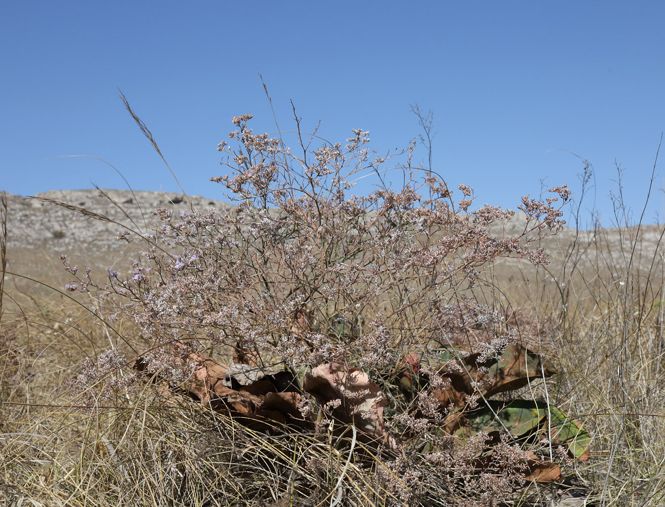 Image of Limonium coriarium specimen.