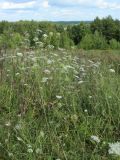 Daucus carota