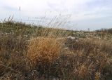 Brachypodium rupestre